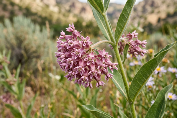Asclepias_speciosa1jakesmome.jpg